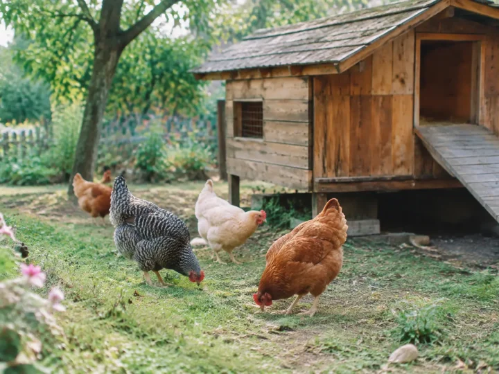 Cabane en bois avec poules picorant dans le jardin