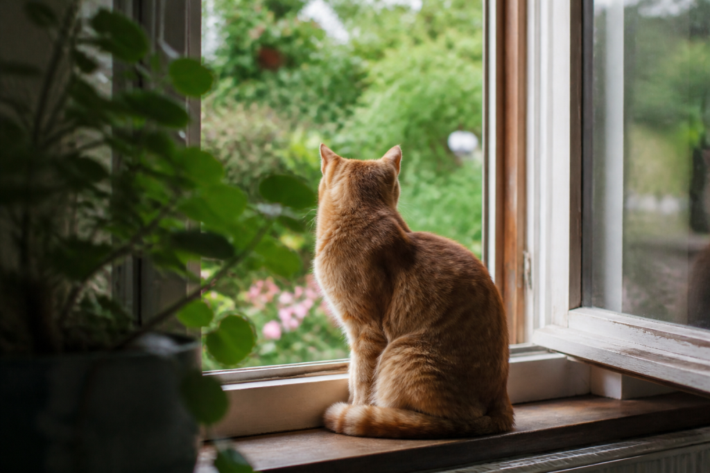 Chat roux assis devant une fenetre ouverte sur jardin