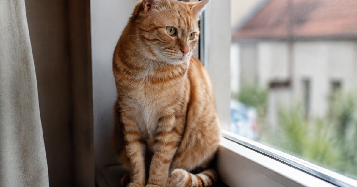 Chat roux assis sur un rebord de fenetre