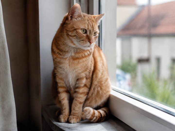 Chat roux assis sur un rebord de fenetre