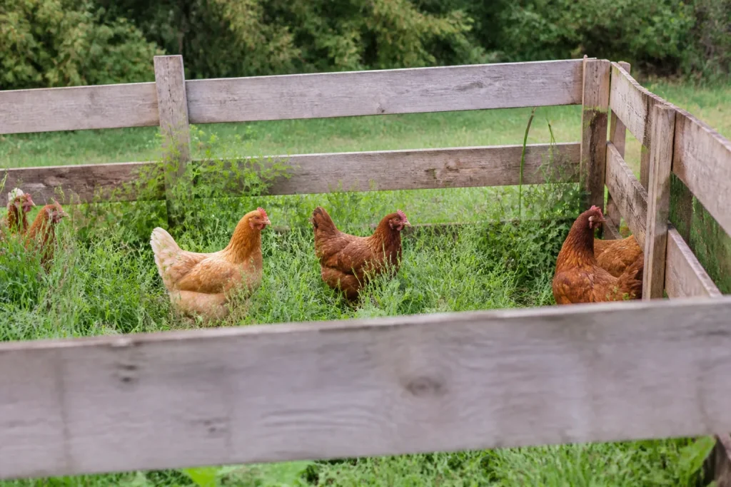 Enclos en bois avec poules dans herbe verte