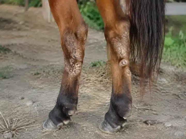Jambes arrieres de jument couvertes de croutes