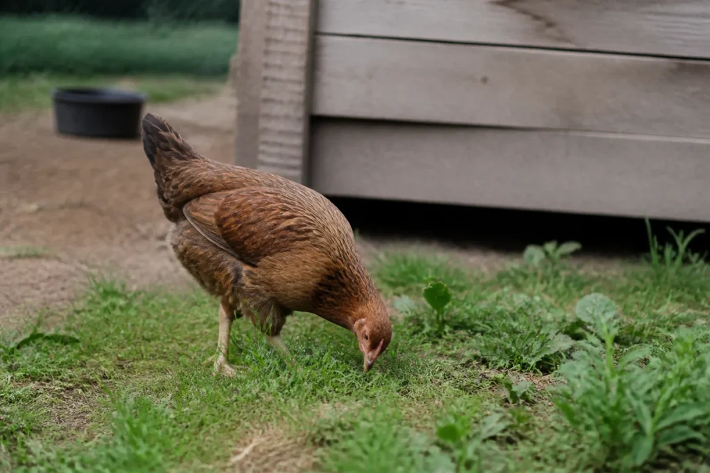 Jeune poulette brune picorant l'herbe devant un poulailler