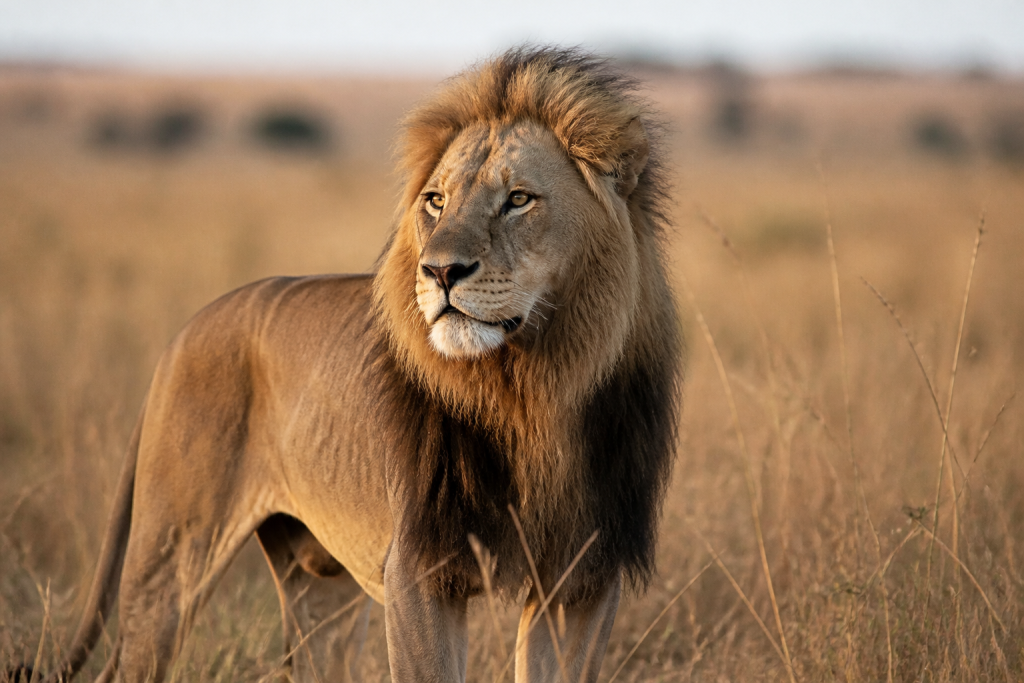 Lion majestueux au regard fier dans la savane doree