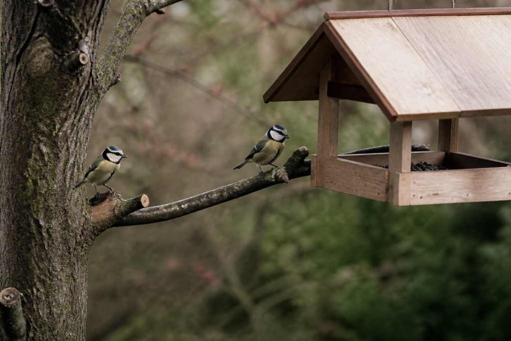 Mangeoire propre en bois avec mesanges sur branche