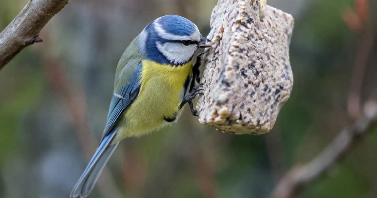 Mesange bleue accrochee picorant un bloc suspendu