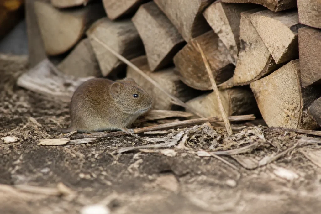 Petit animal brun pres dun tas de bois