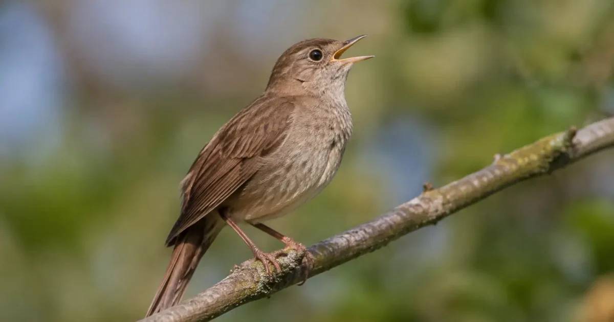 Petit oiseau brun perche sur une branche bec ouvert