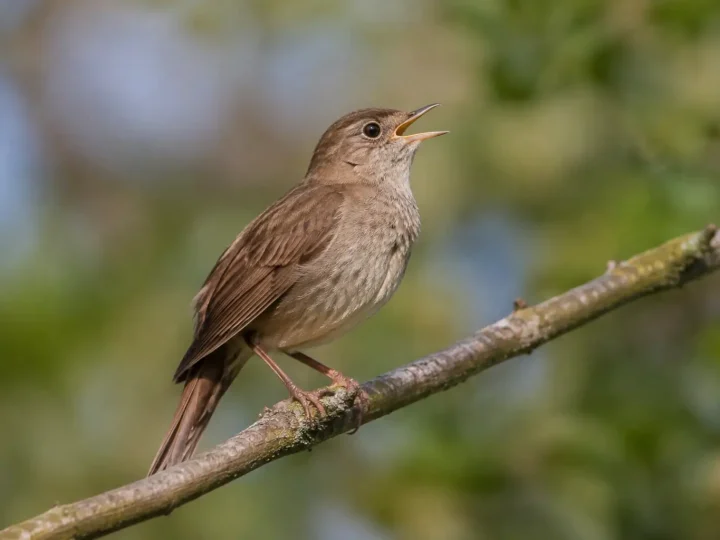 Petit oiseau brun perche sur une branche bec ouvert