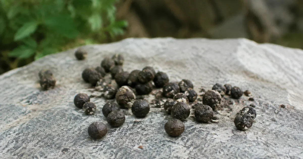 Petites boulettes sombres posees sur une pierre plate