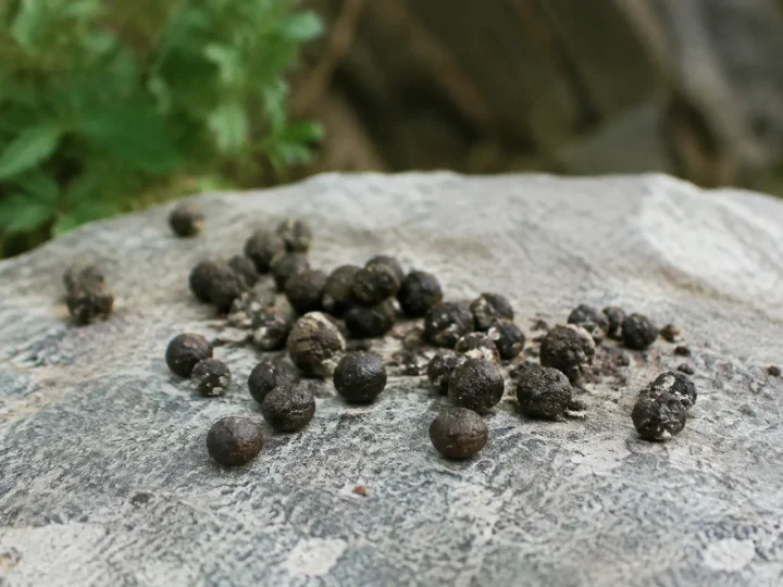 Petites boulettes sombres posees sur une pierre plate