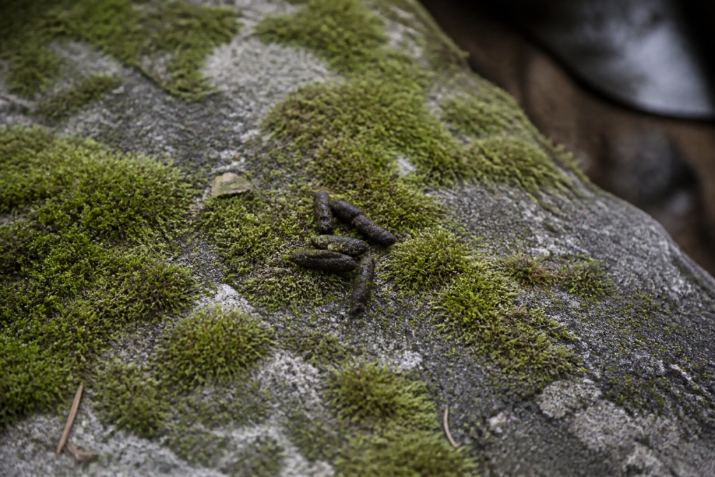 Petites crottes sombres allongees posees sur une pierre mousseuse