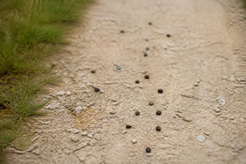 Petites crottes sombres sur un chemin de gravier