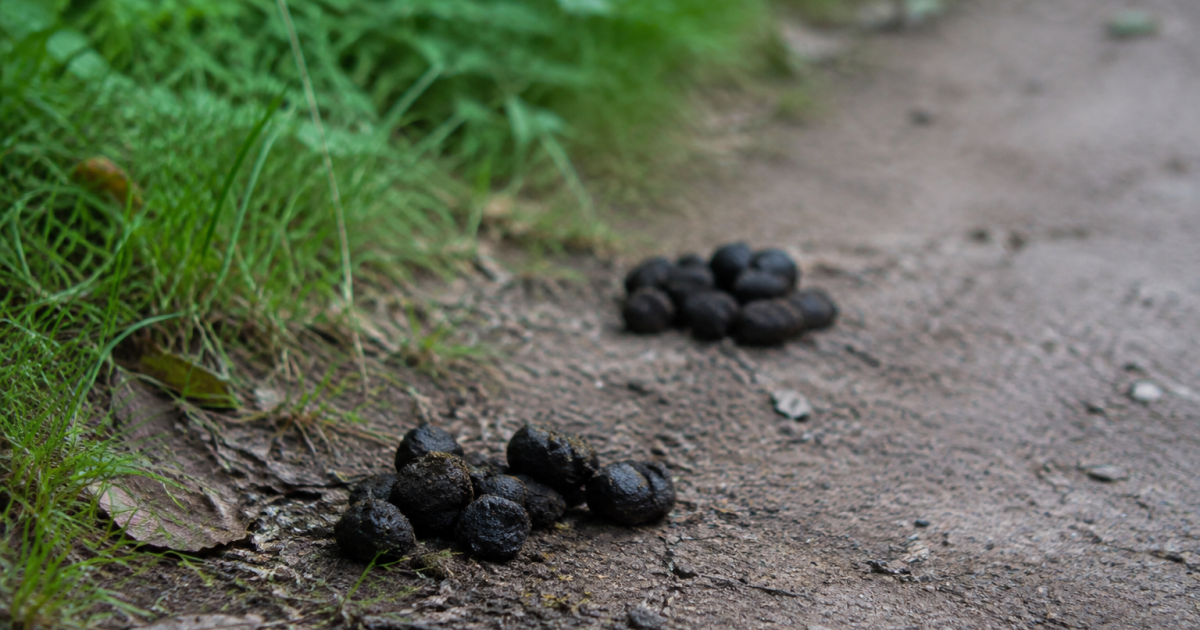 Petits amas sombres poses sur un sentier de terre