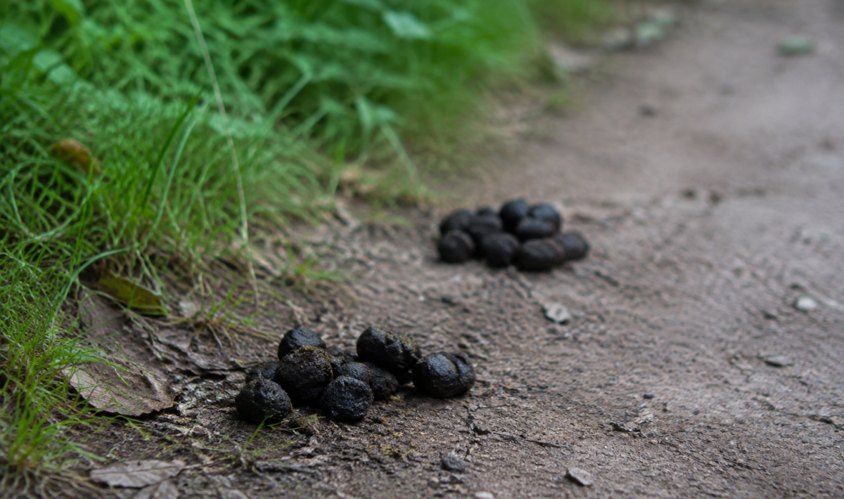 Petits amas sombres poses sur un sentier de terre