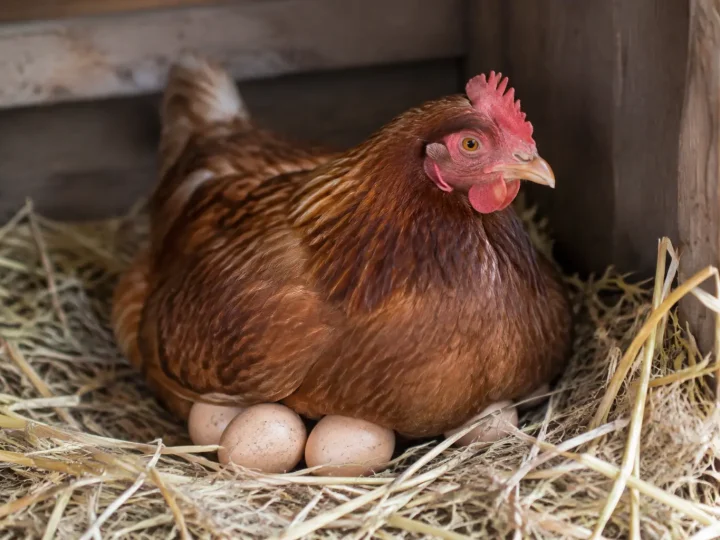 Poule brune assise sur des oeufs dans la paille