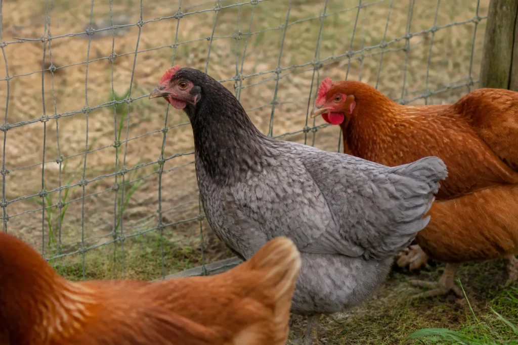 Poule cendree dans enclos grillage pres de poules brunes