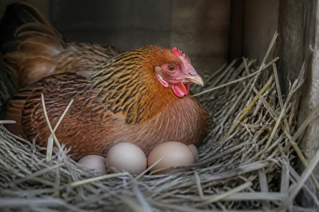 Poule couvant des oeufs dans un nid de paille