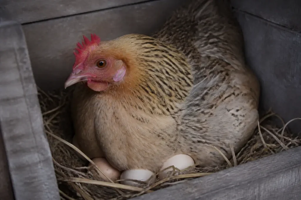 Poule maigre couvant des oeufs dans un nid