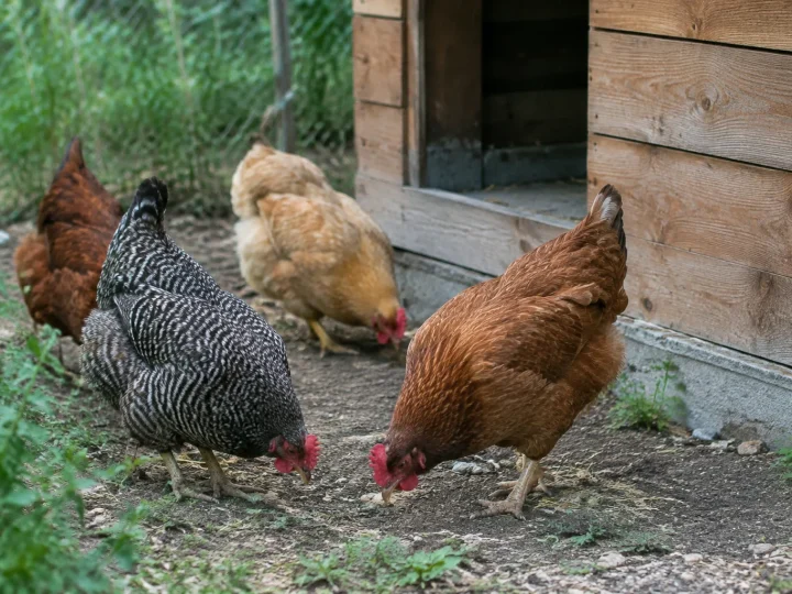 Poules picorant devant un abri en bois