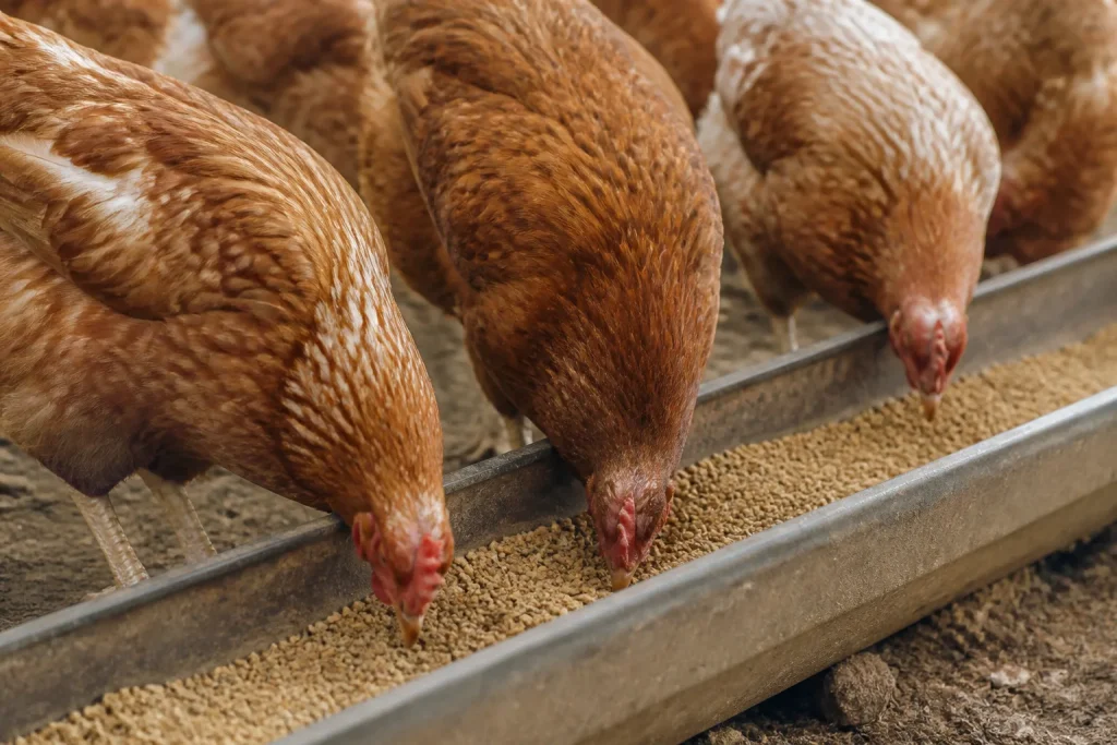 Poules pondeuses picorant dans une mangeoire remplie de granules